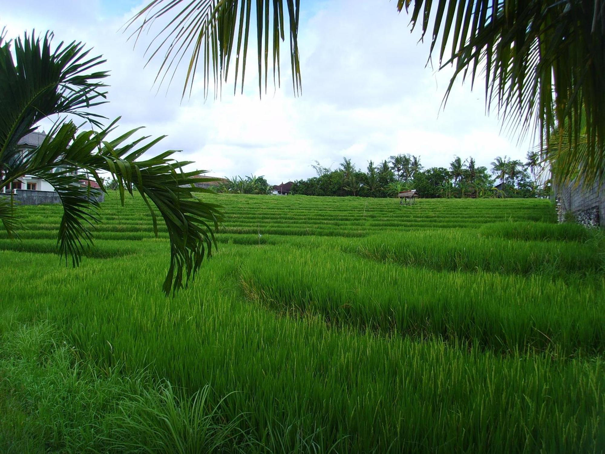 Jonsen Homestay Canggu Buitenkant foto